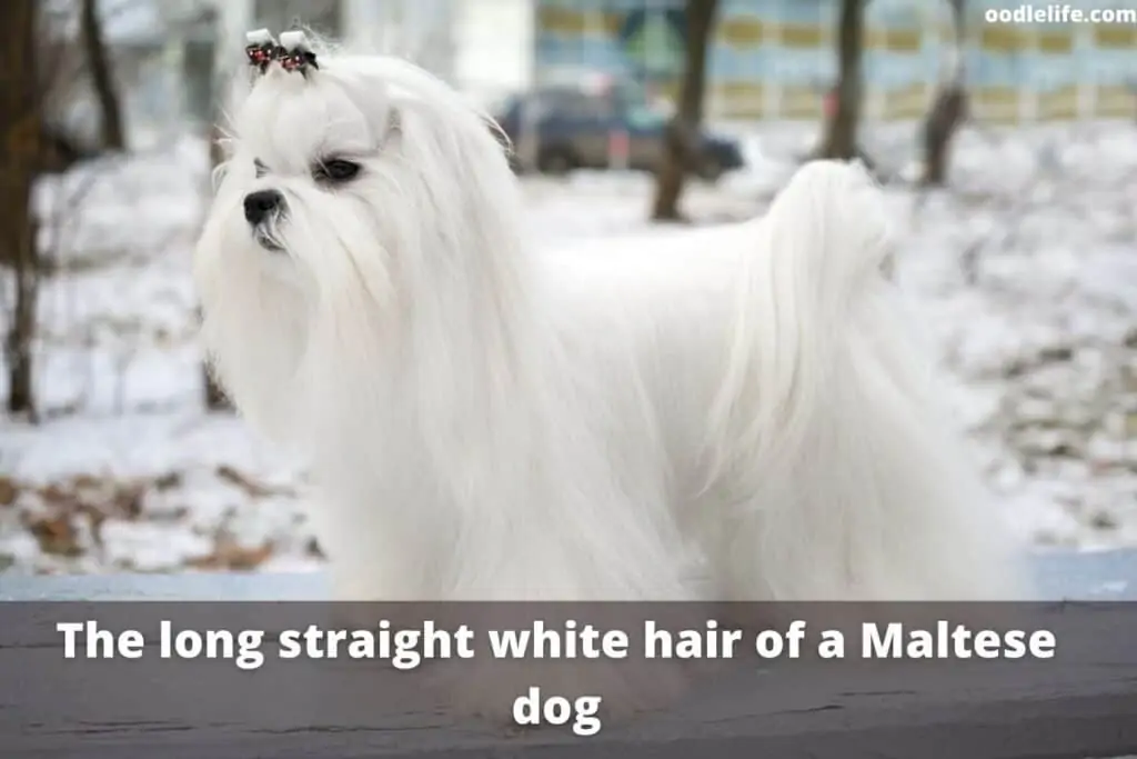 long hair maltipoo dog