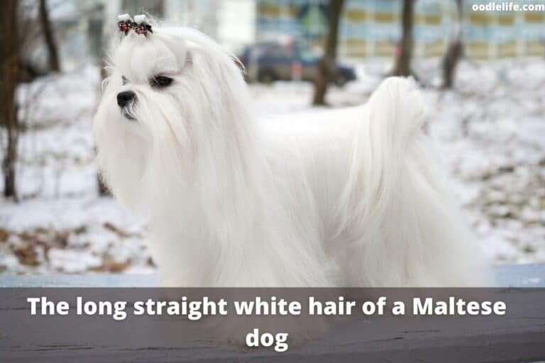 Best Brush for Maltese Coats [year]