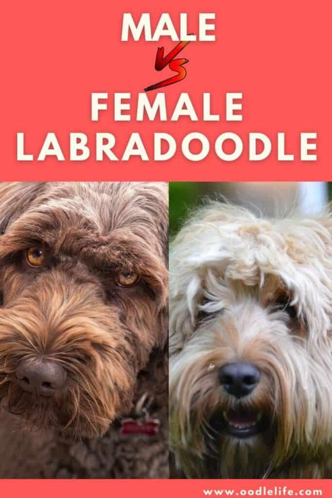 male vs female labradoodles