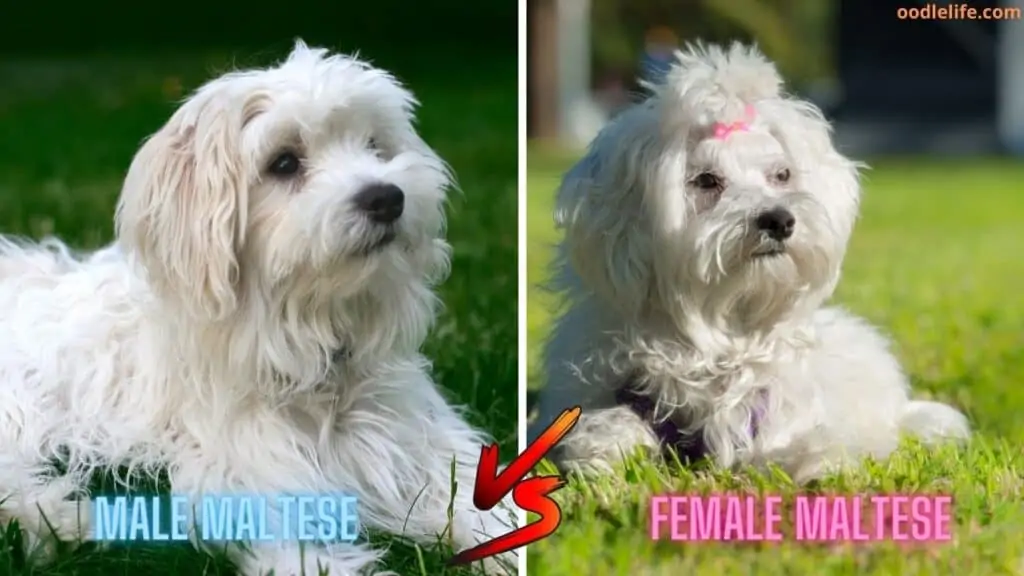 male vs female maltese dogs