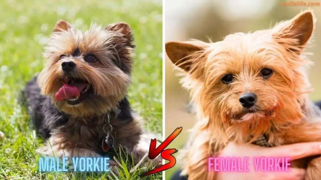 males vs female yorkies