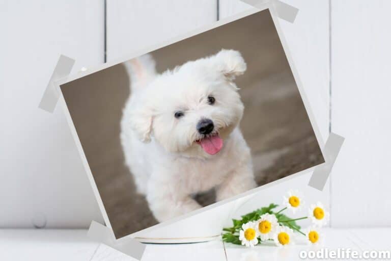 5 Best Dog Food for Maltese Terriers