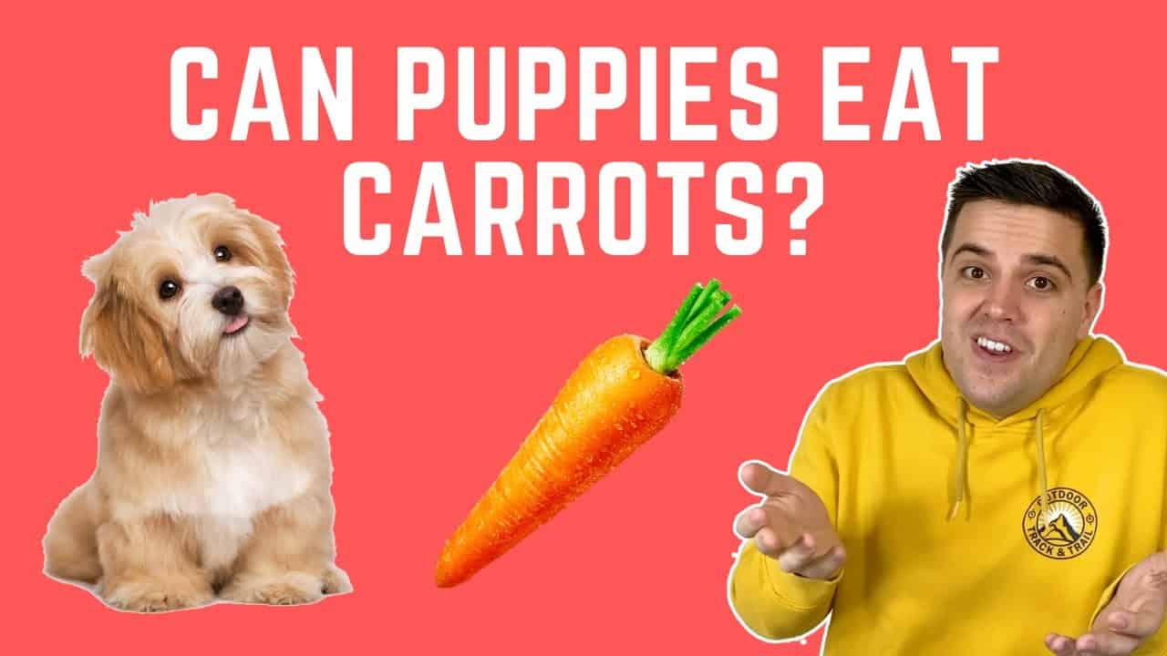 how many carrots can i feed my dog