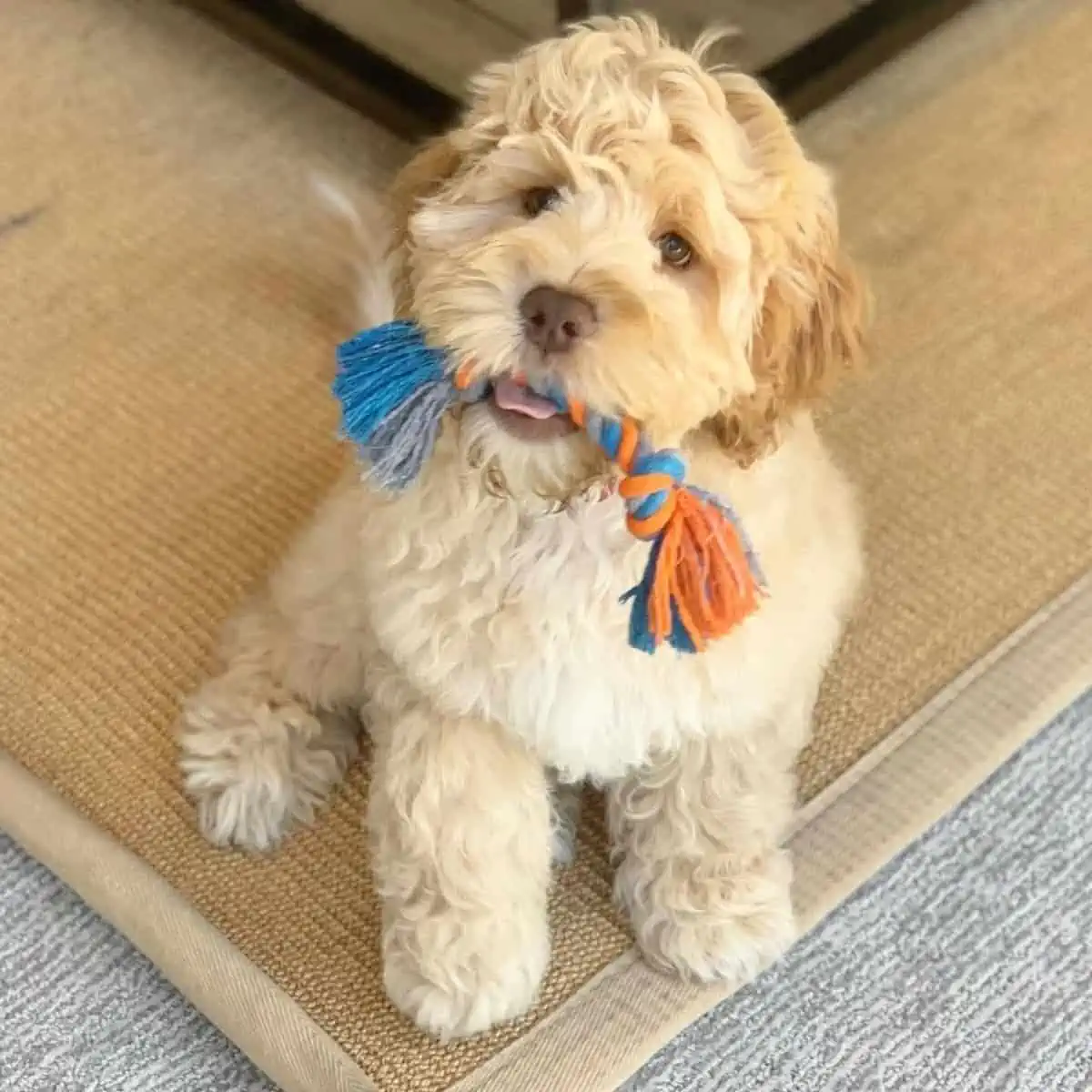 Mini Labradoodle with toy
