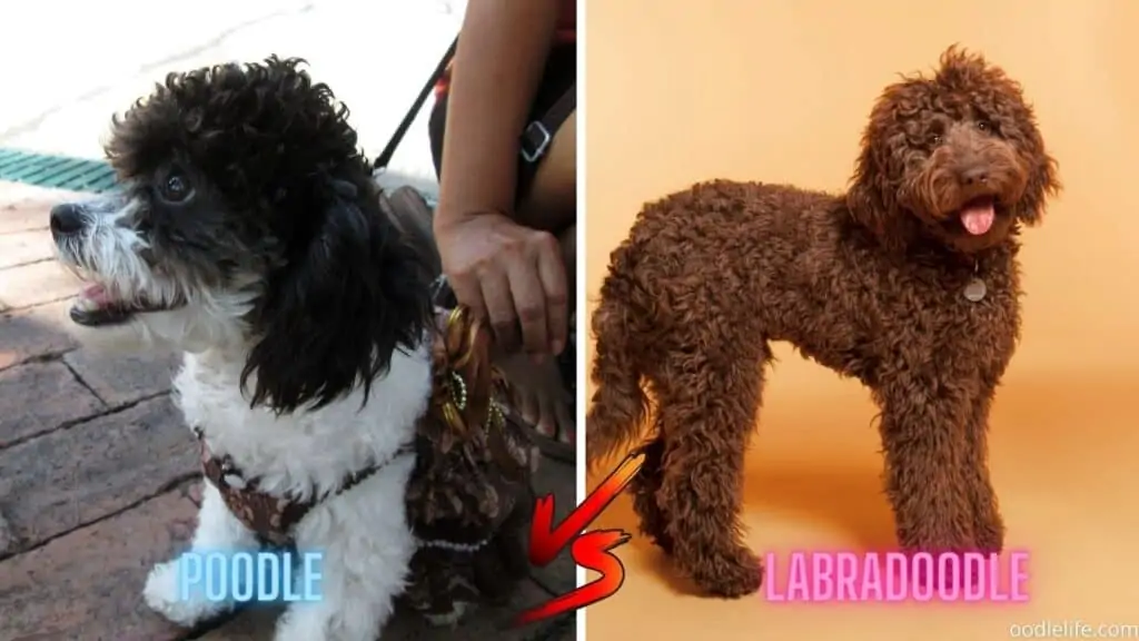 mini poodle vs mini labradoodle size