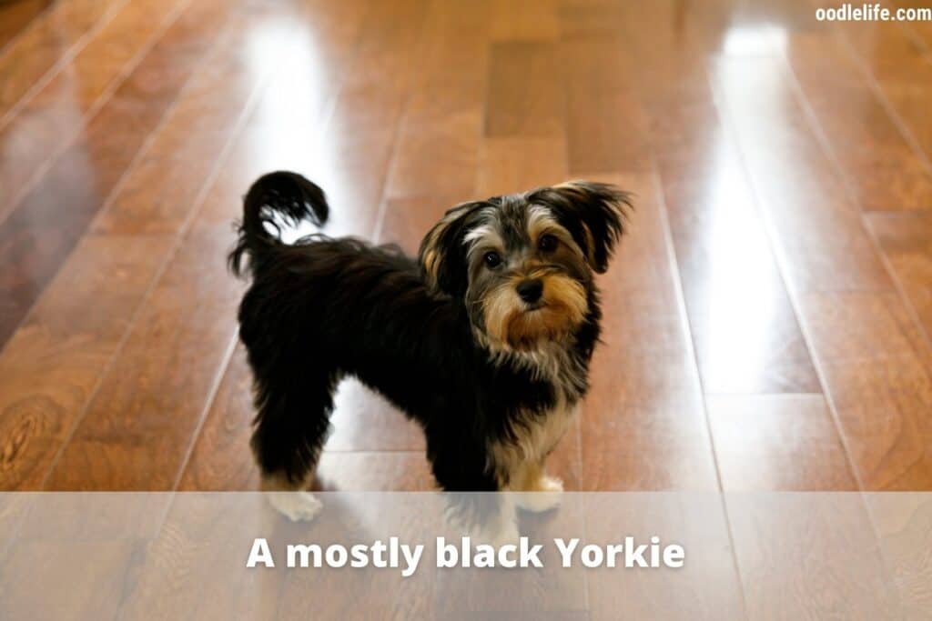 a black yorkie