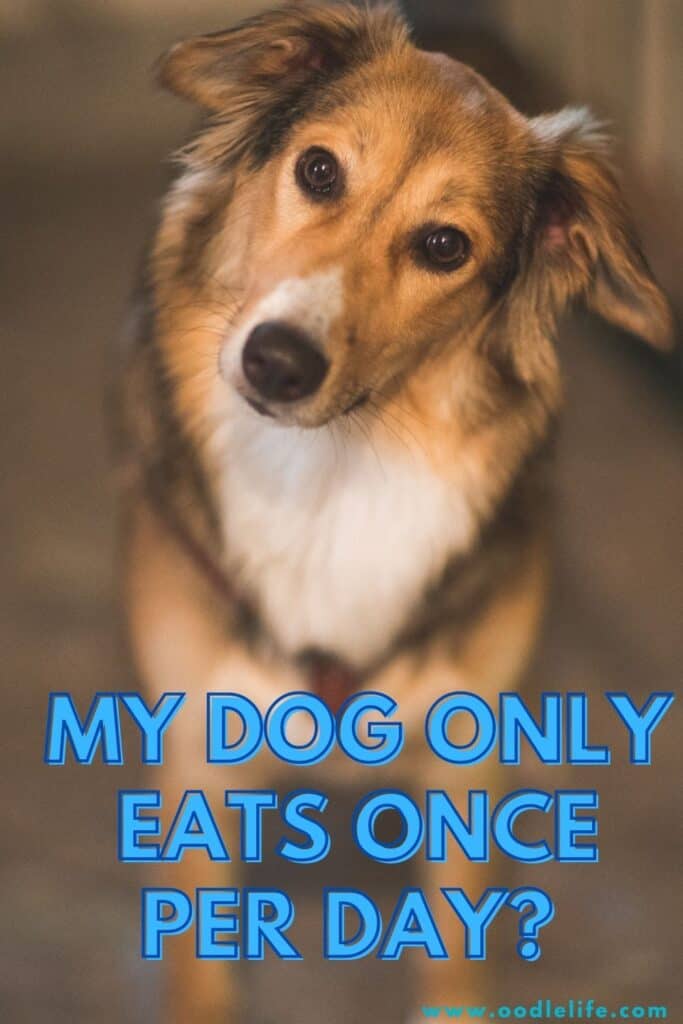 is it better to feed a dog once a day