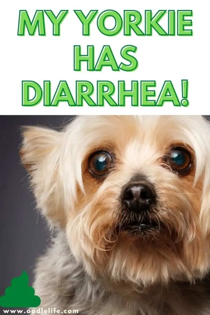 my yorkie has diarrhea