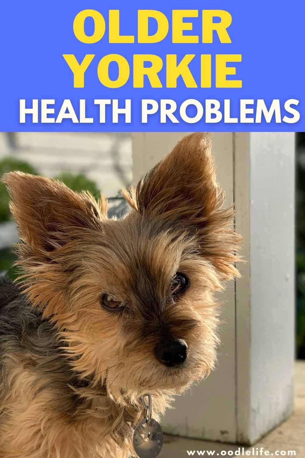 Common Older Yorkie Health Problems Oodle Life