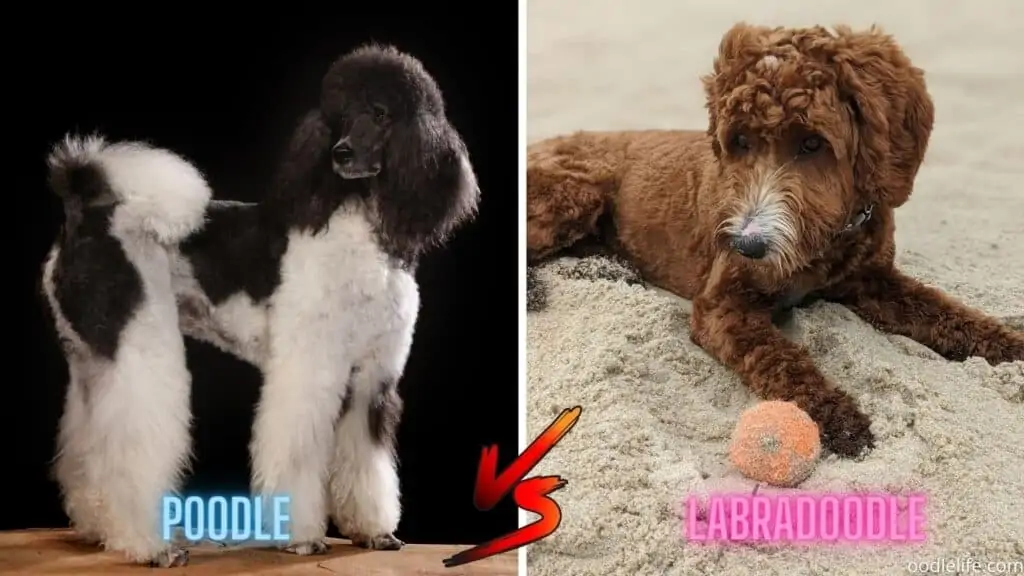 black and white poodle next to red labradoodle