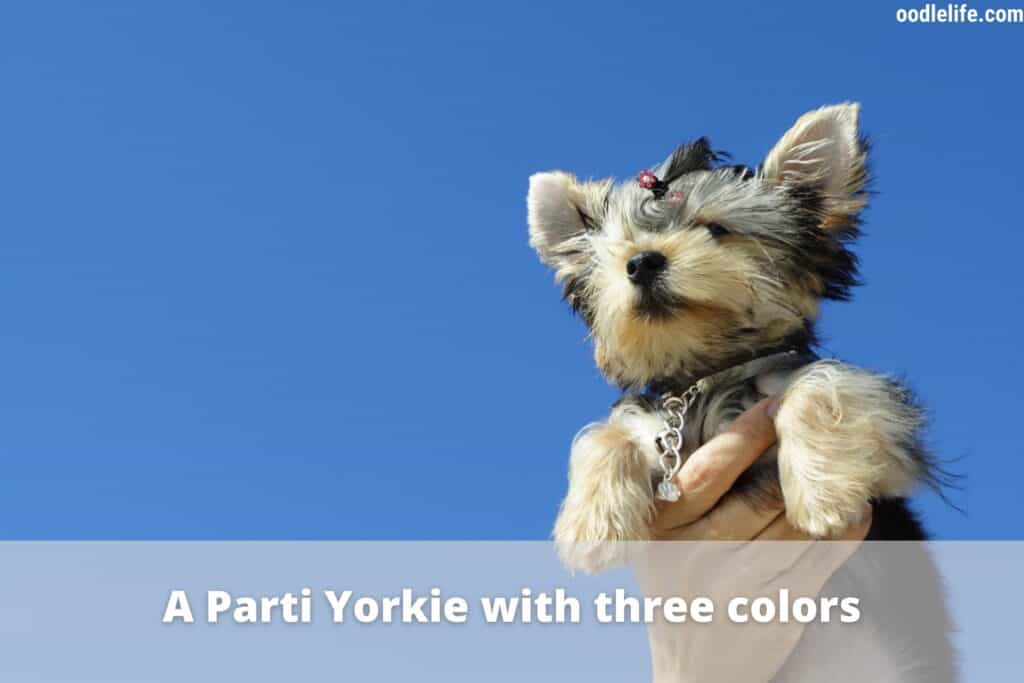 a parti yorkie held to the sky