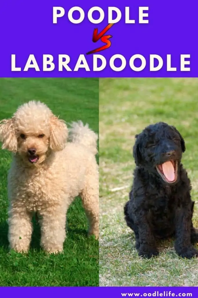 poodle vs labradoodle