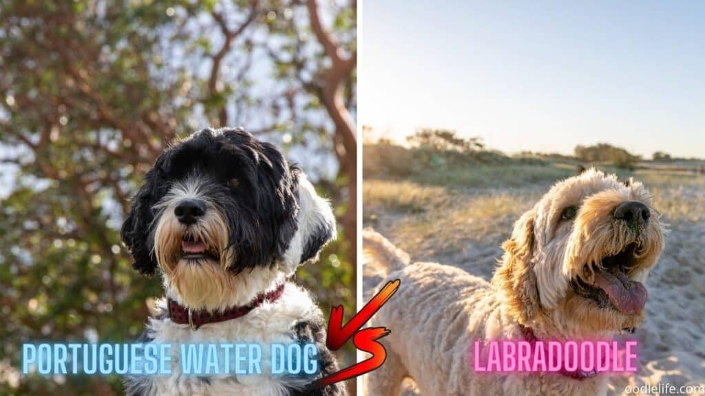 Can you hide a dog from your landlord?