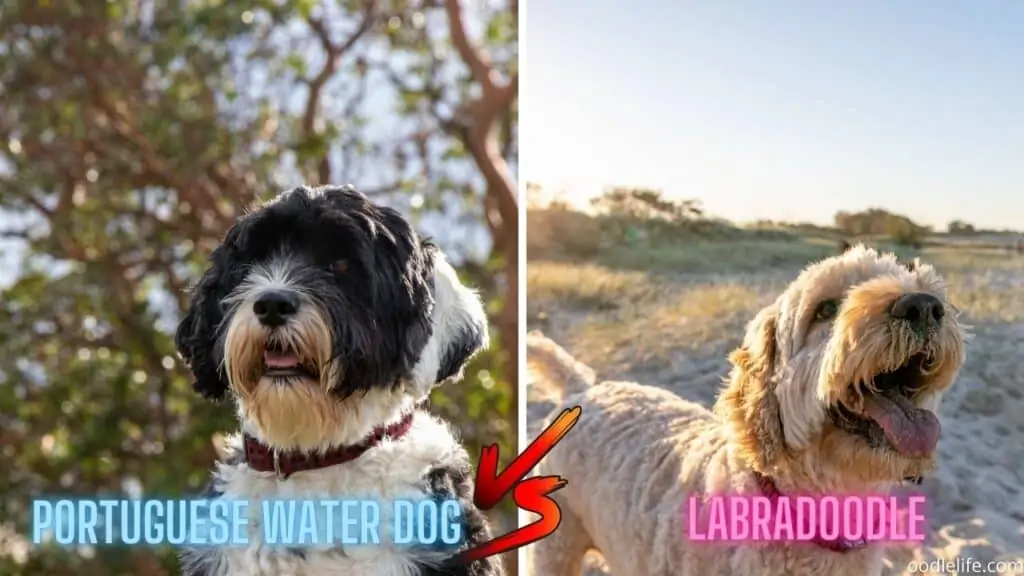 water dog vs labradoodle