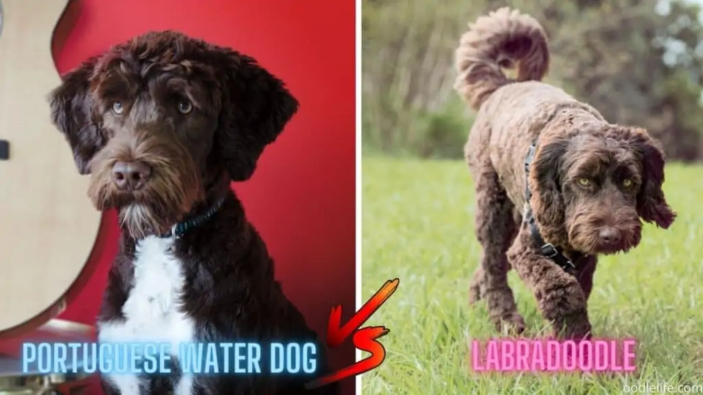 portuguese water dog vs labradoodle