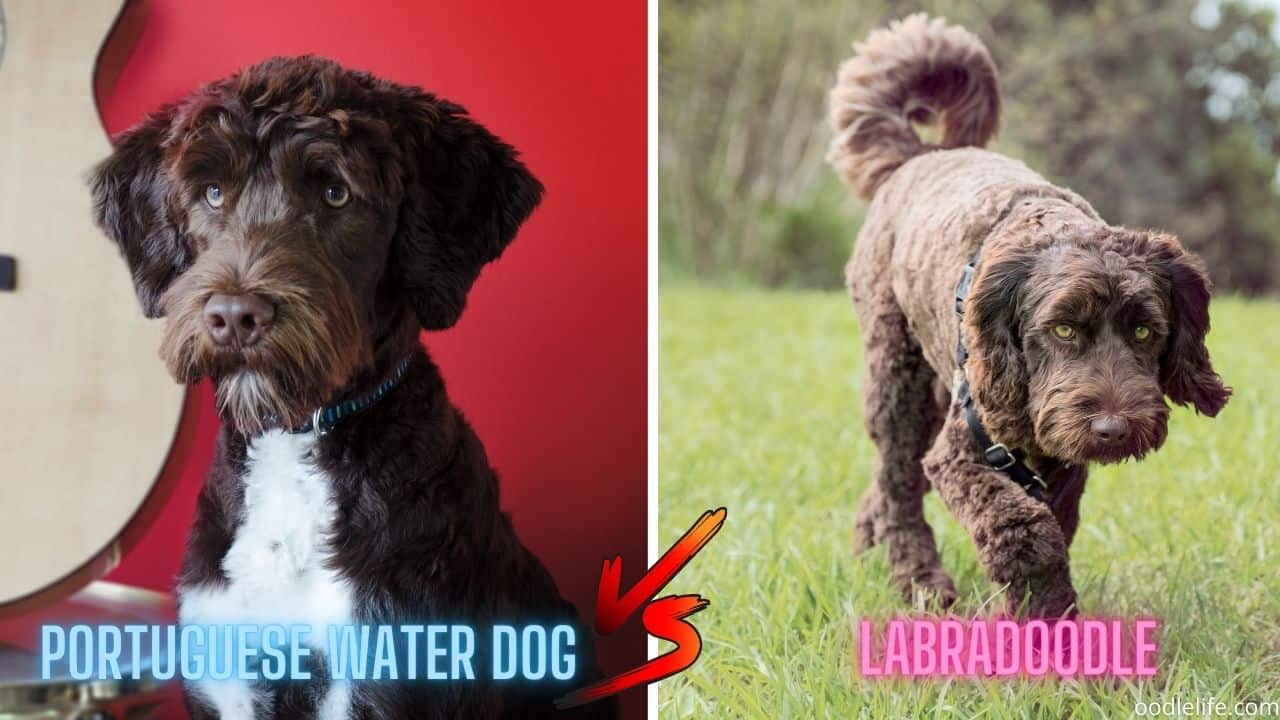 how much portuguese water dog