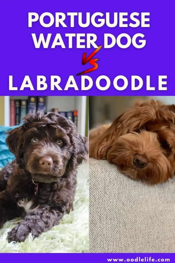 portuguese water dog vs labradoodle