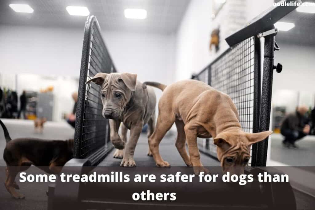 puppies on a dog treadmill