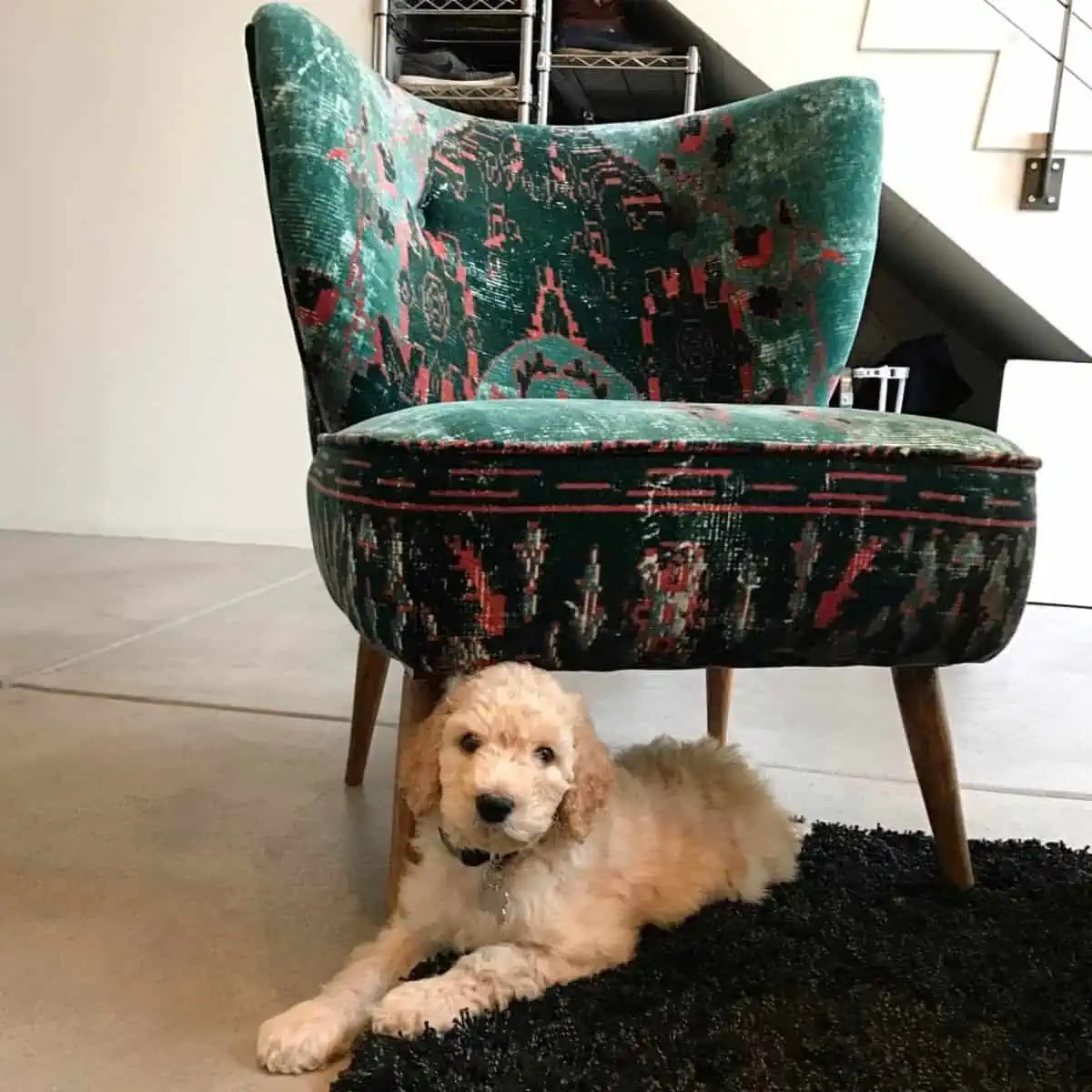 puppy hides under the chair