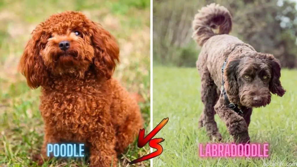 red poodle next to chocolate labradoodle