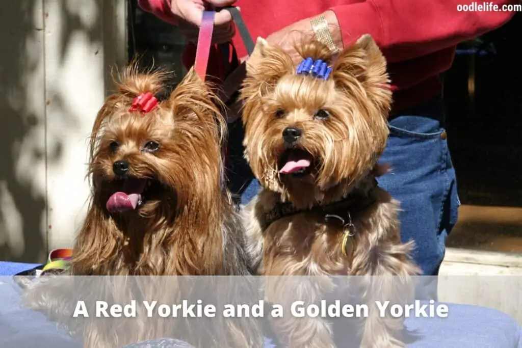 red yorkie and golden yorkie
