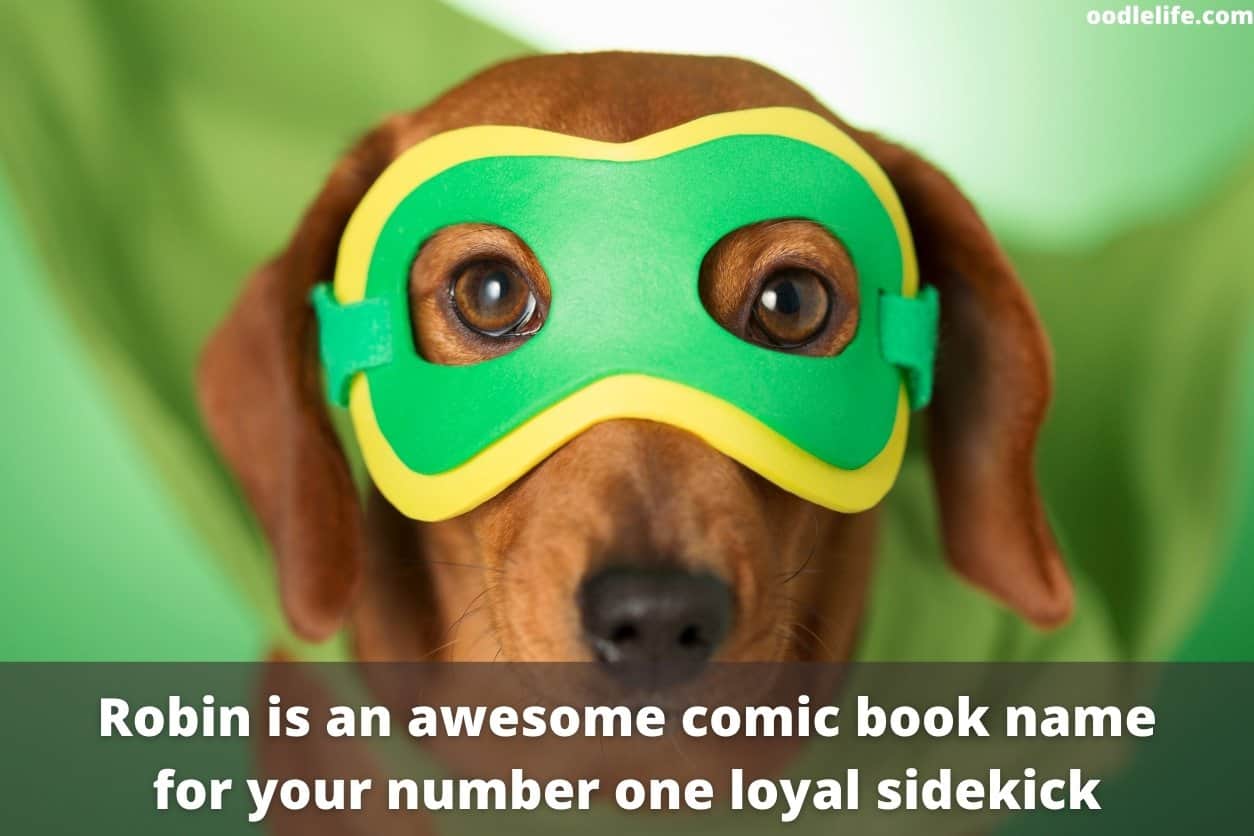 How To Hide A Pet From Your Landlord Oodle Life