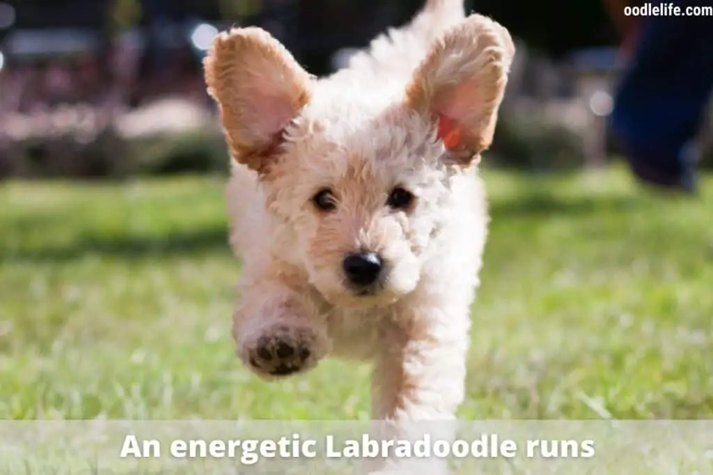 running cream labradoodle