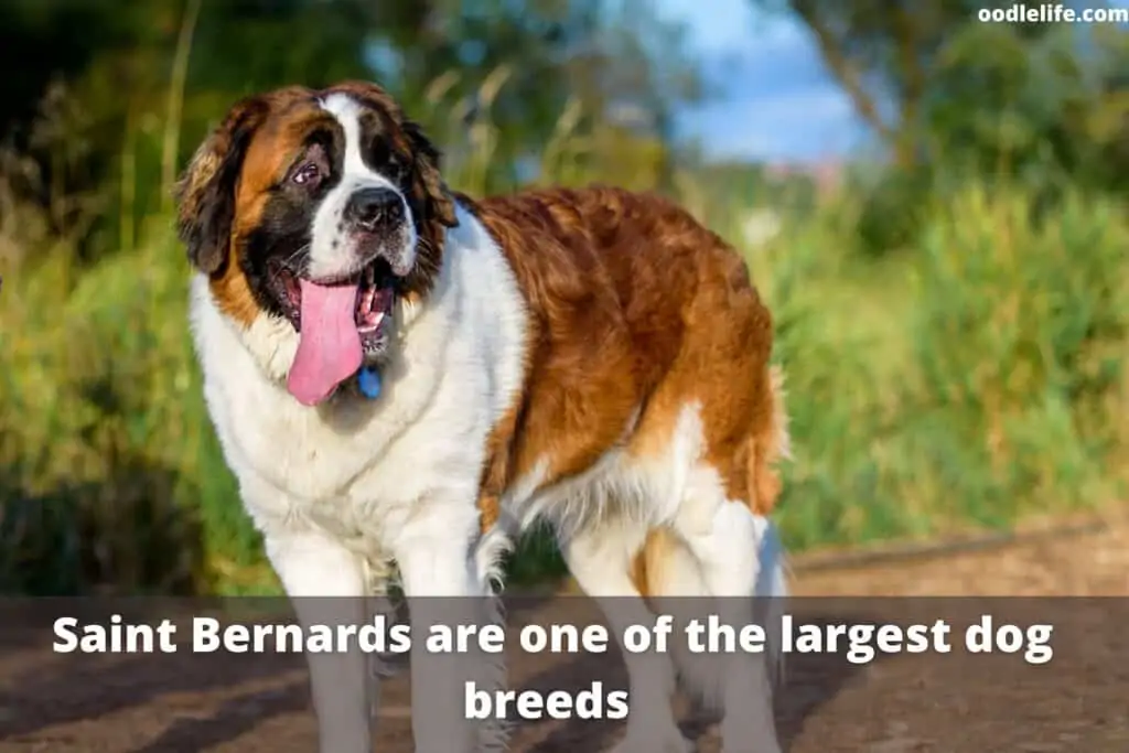 a giant Saint Bernard dogs