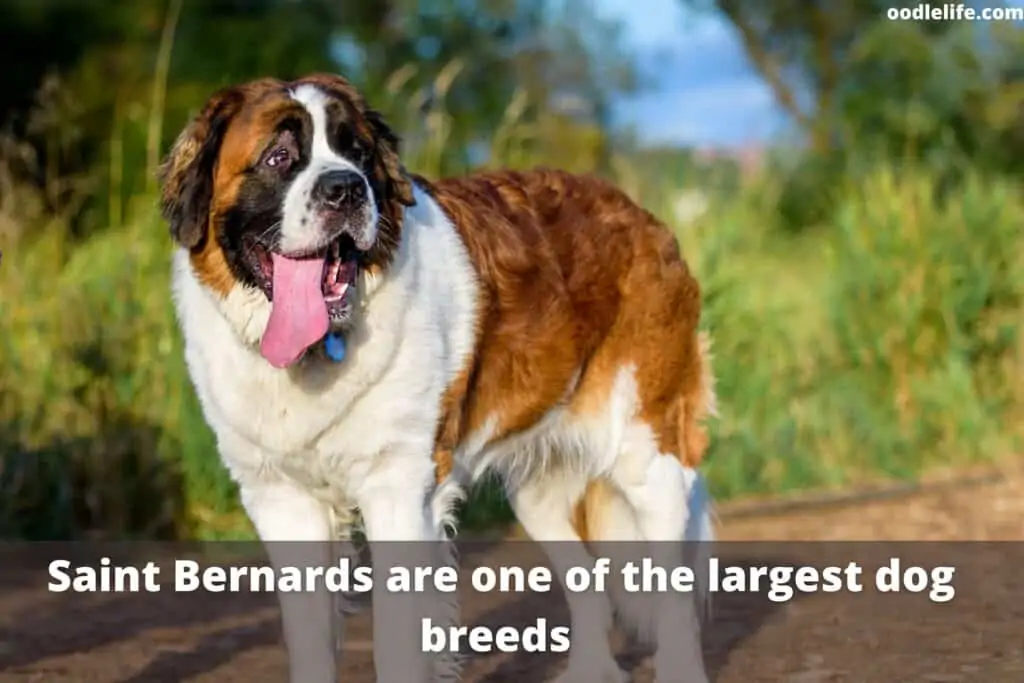 a giant saint bernard dogs