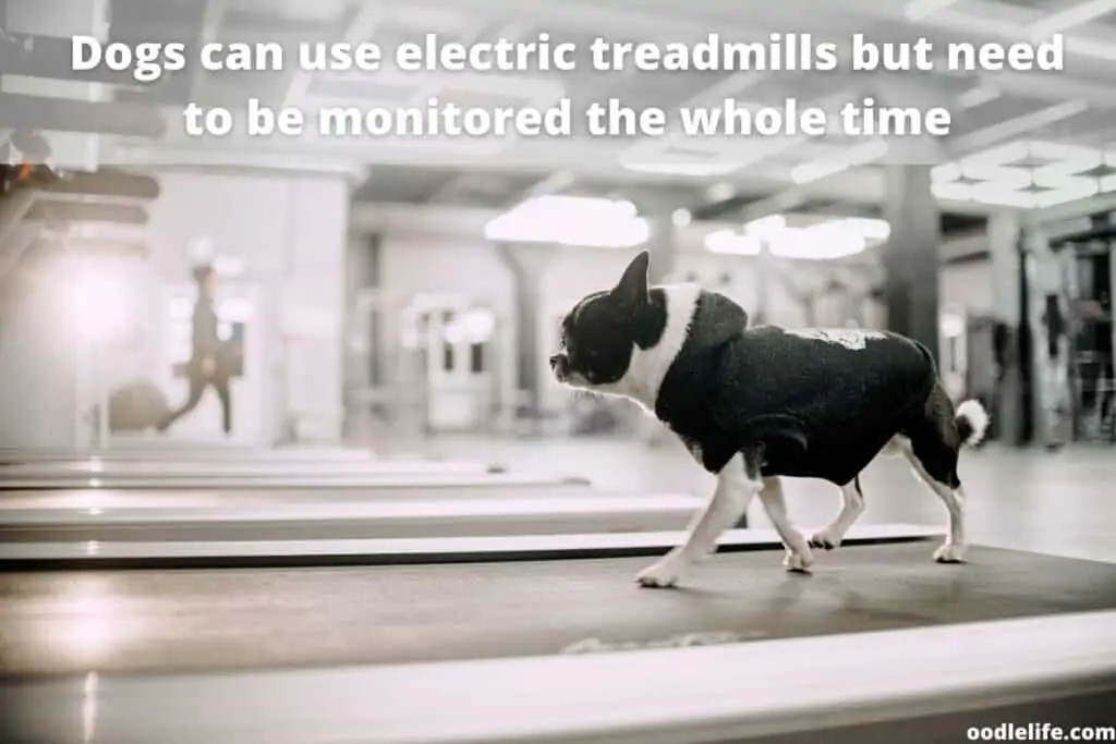 small dog on electric treadmill