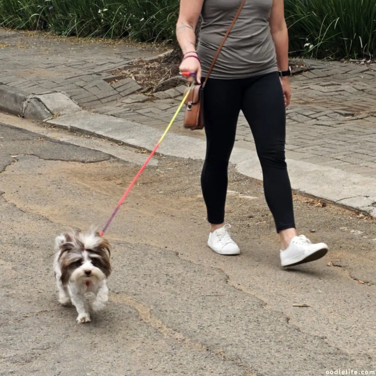 small dog runs with owner