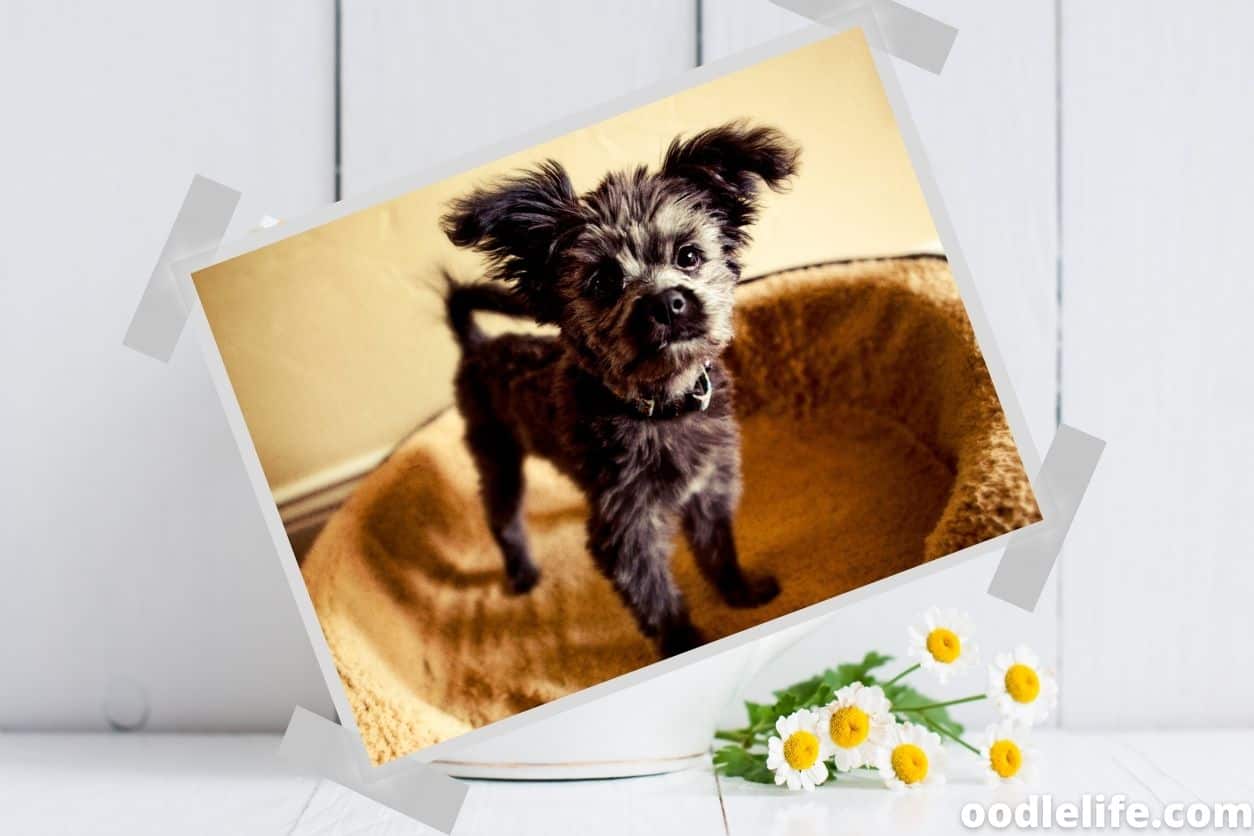 How To Hide A Pet From Your Landlord Oodle Life