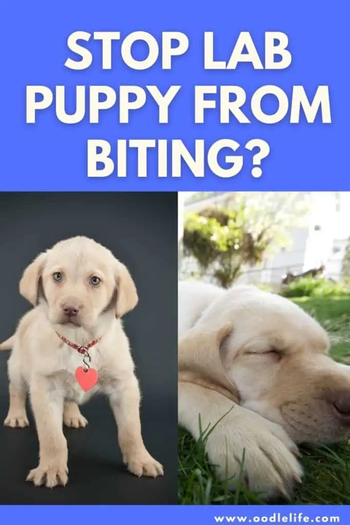 how to stop a lab puppy from biting