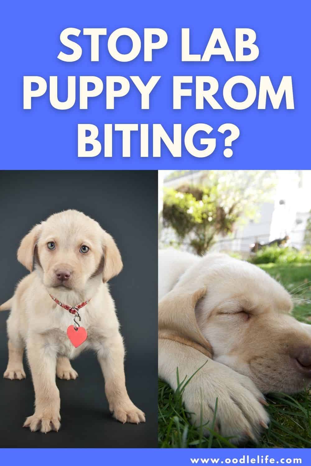 How To Stop A Lab Puppy From Biting? [guide] Oodle Life