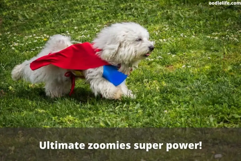 dogs super power is zoomies