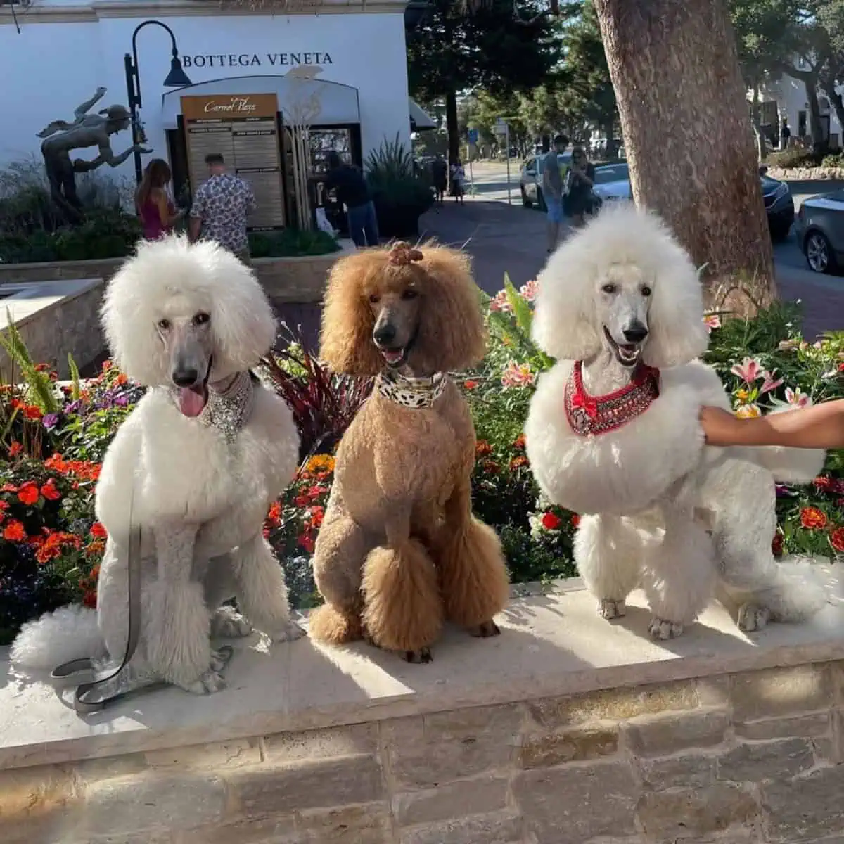 three Poodles sit together