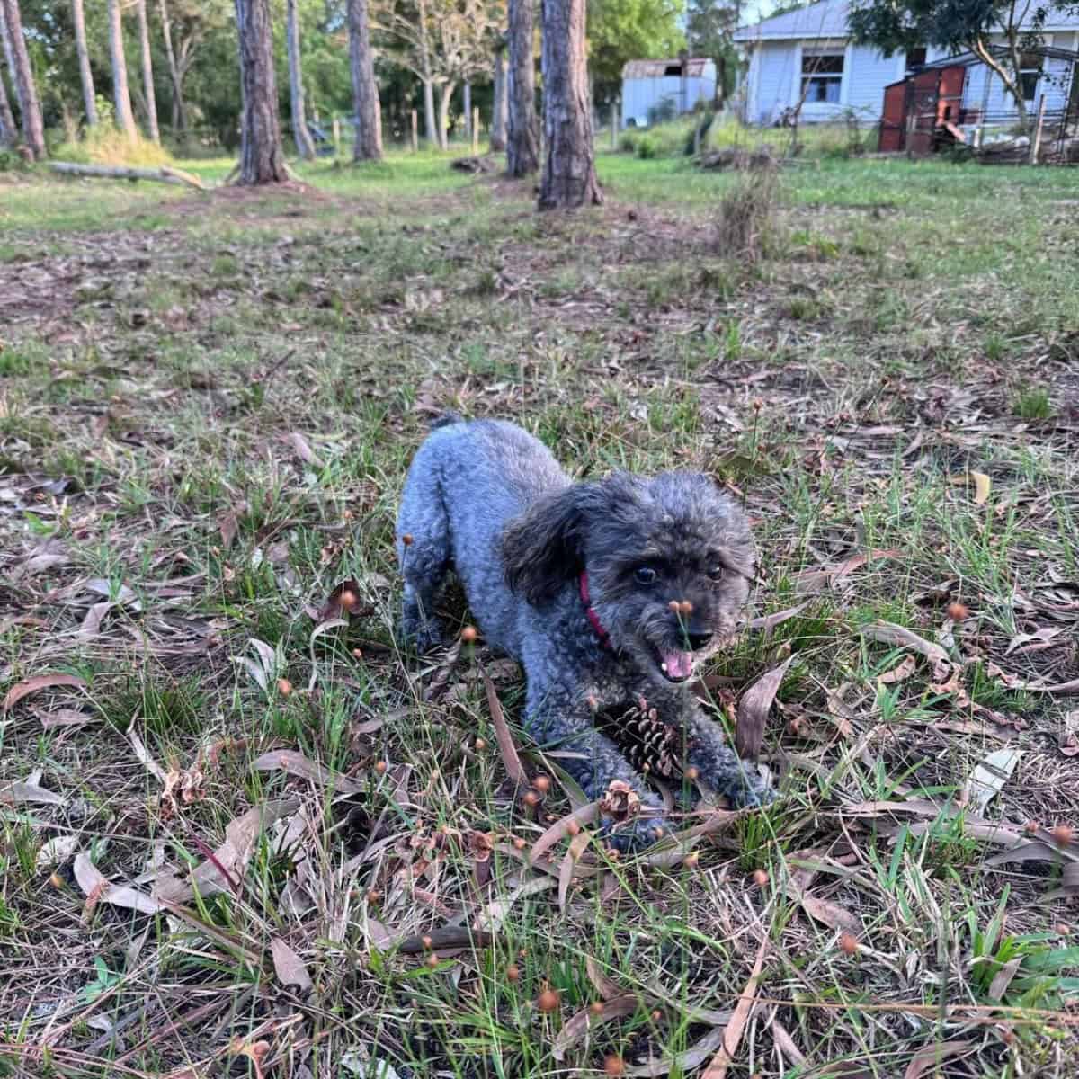 Toy Poodle playful outdoors