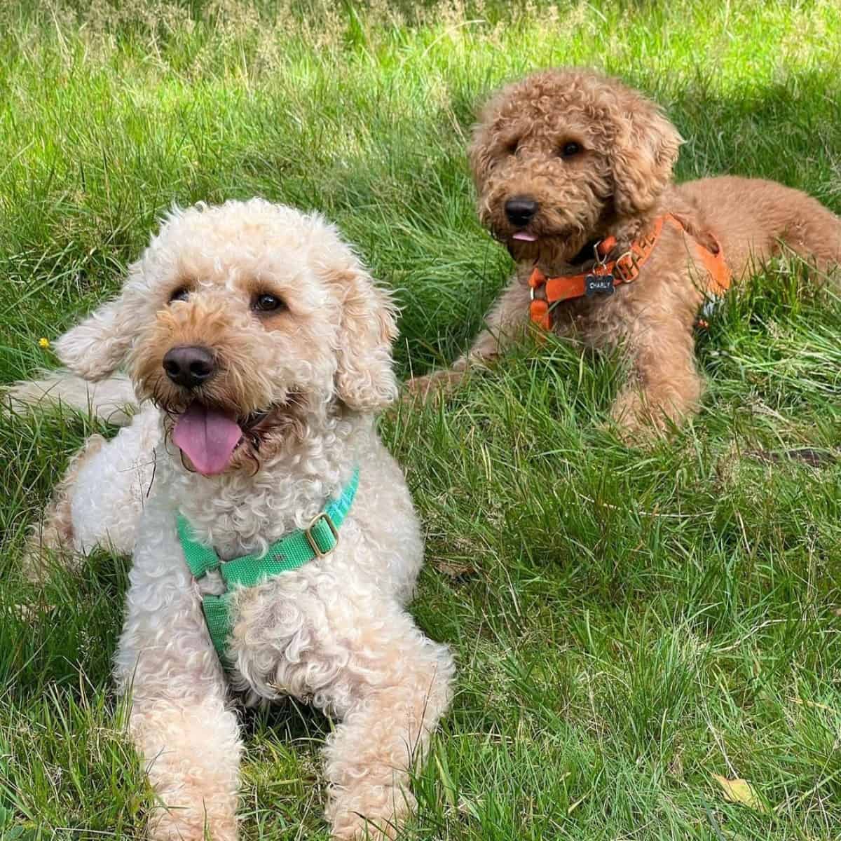 two Labradoodles tired playing