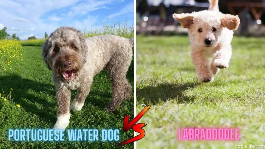 Labradoodle vs Portuguese Water Dogs