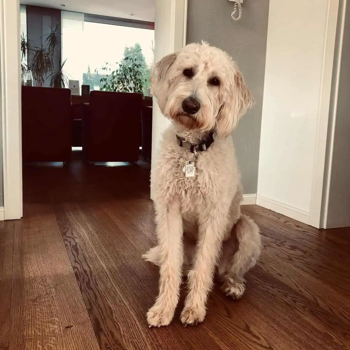 well-trained Labradoodle sits quietly