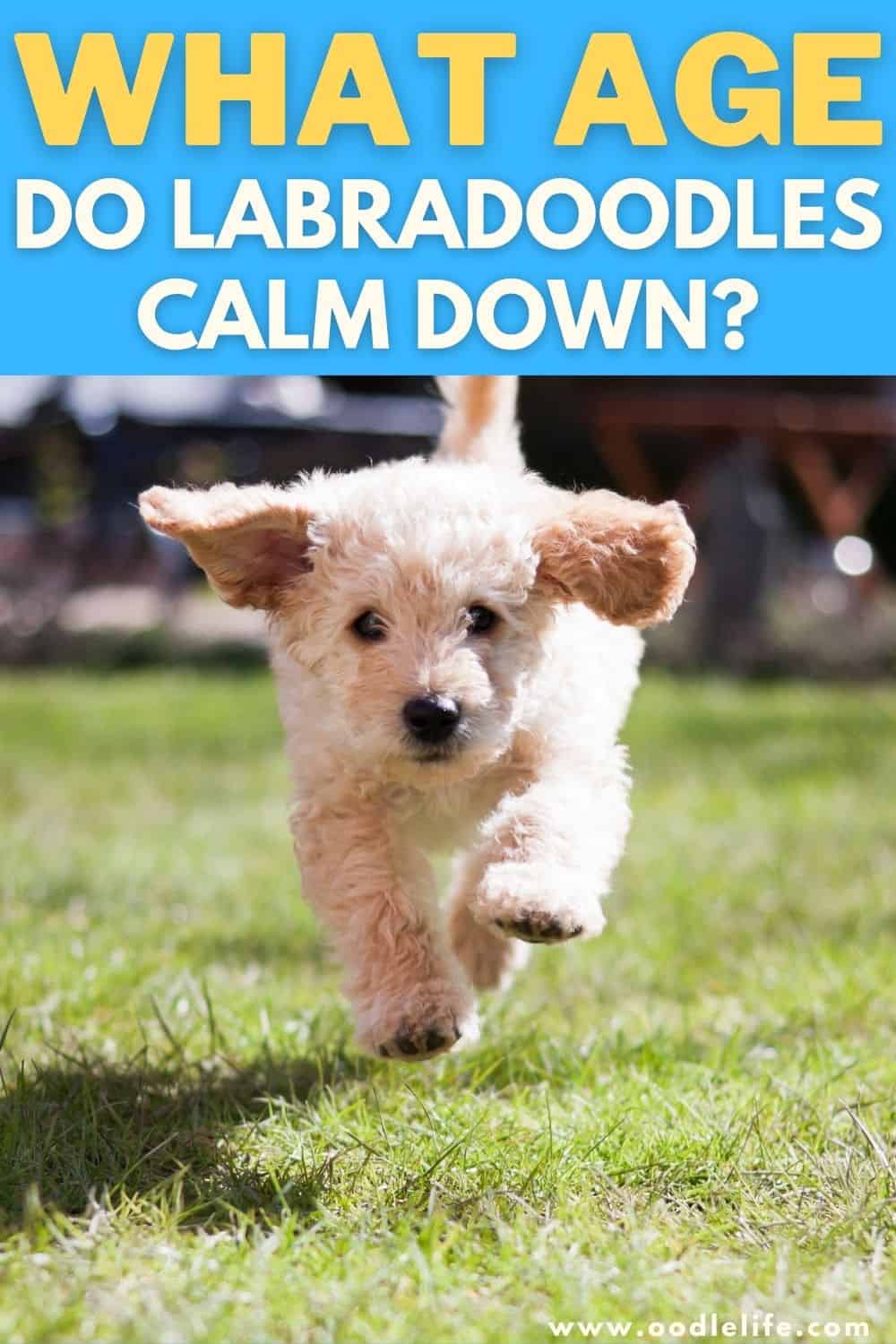 What Age Do Labradoodles Calm Down? Oodle Life
