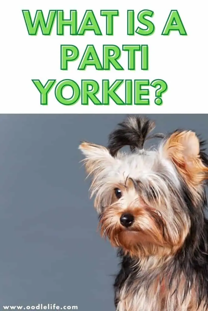 what is a parti yorkie