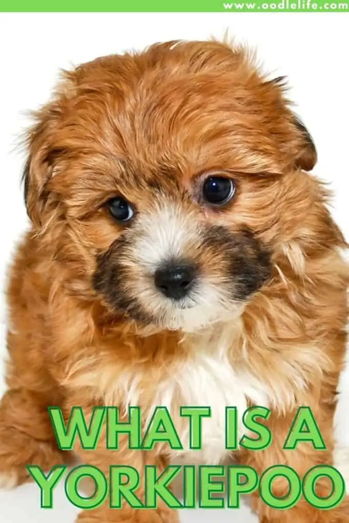 what is a yorkiepoo