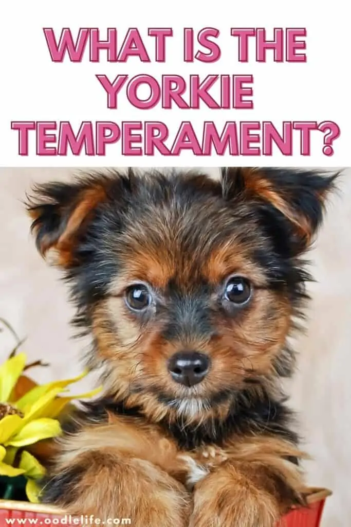 what is the yorkie temperament