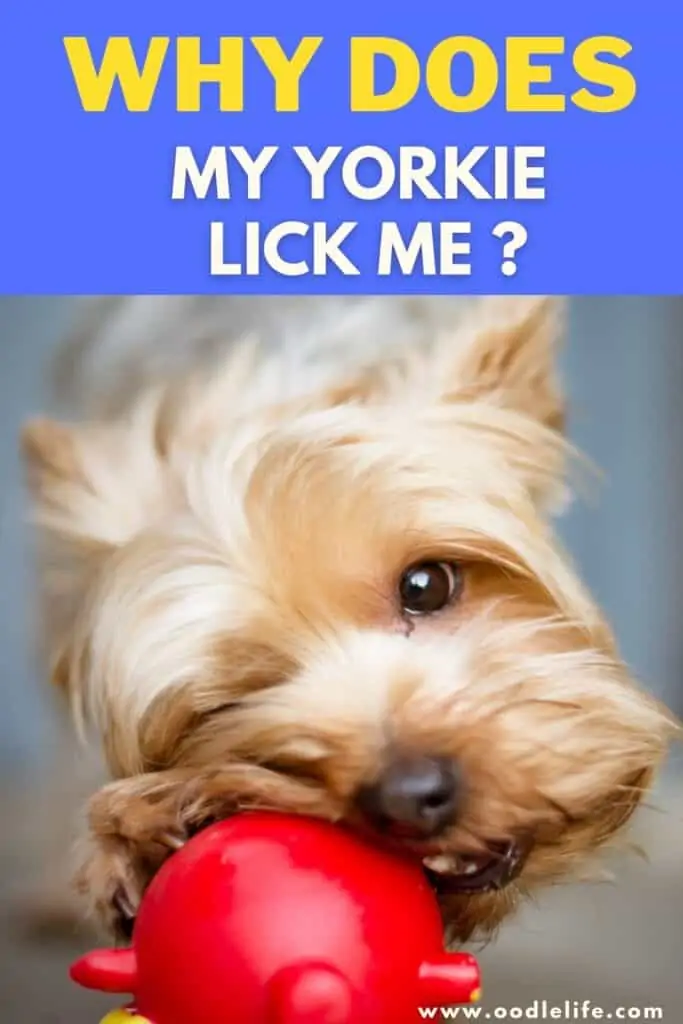 why does my yorkie lick me so much