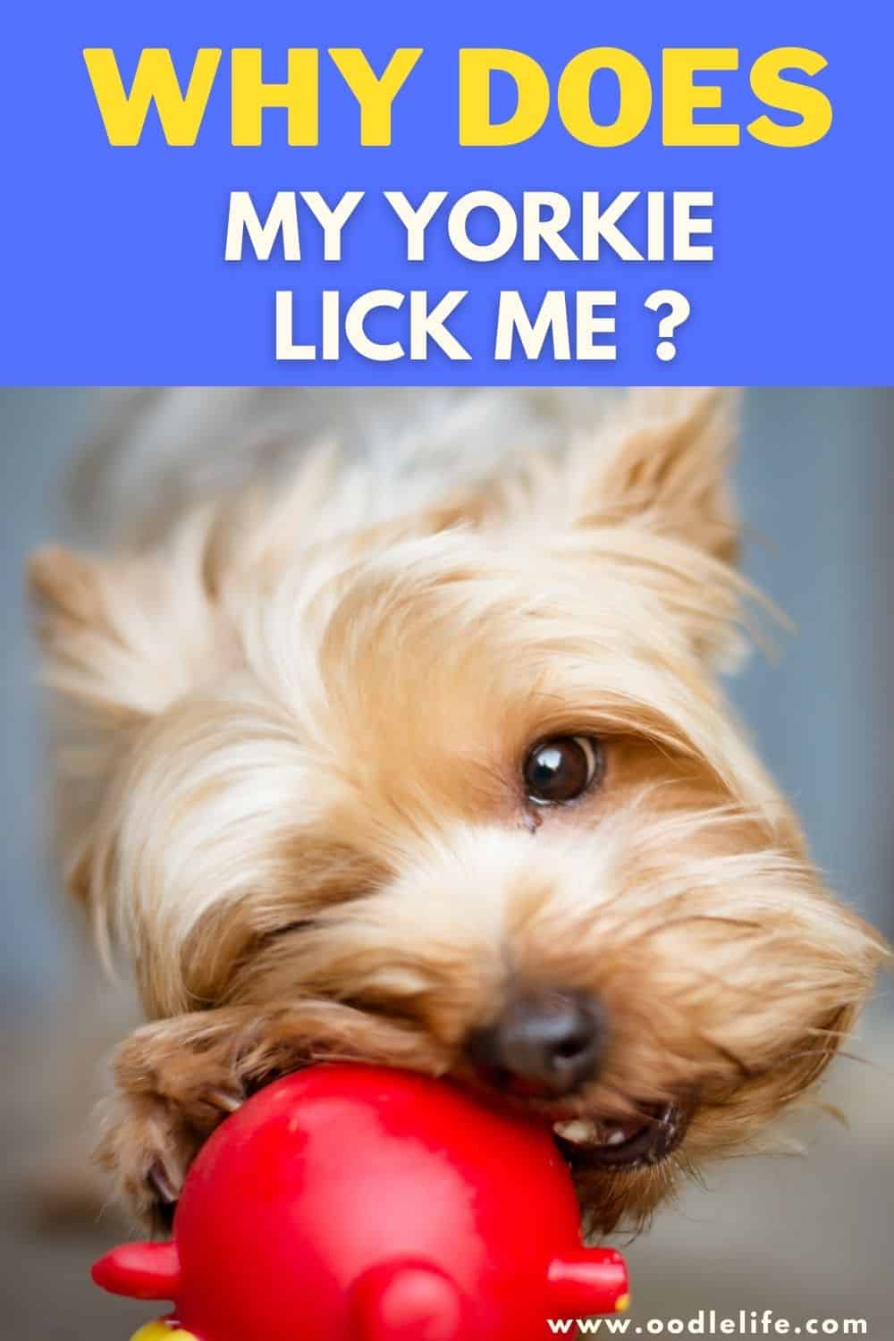 Why Does My Yorkie Lick Me So Much? Oodle Life
