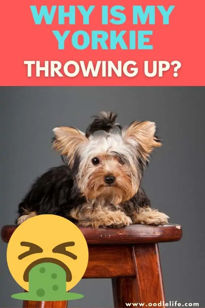why is my yorkie throwing up