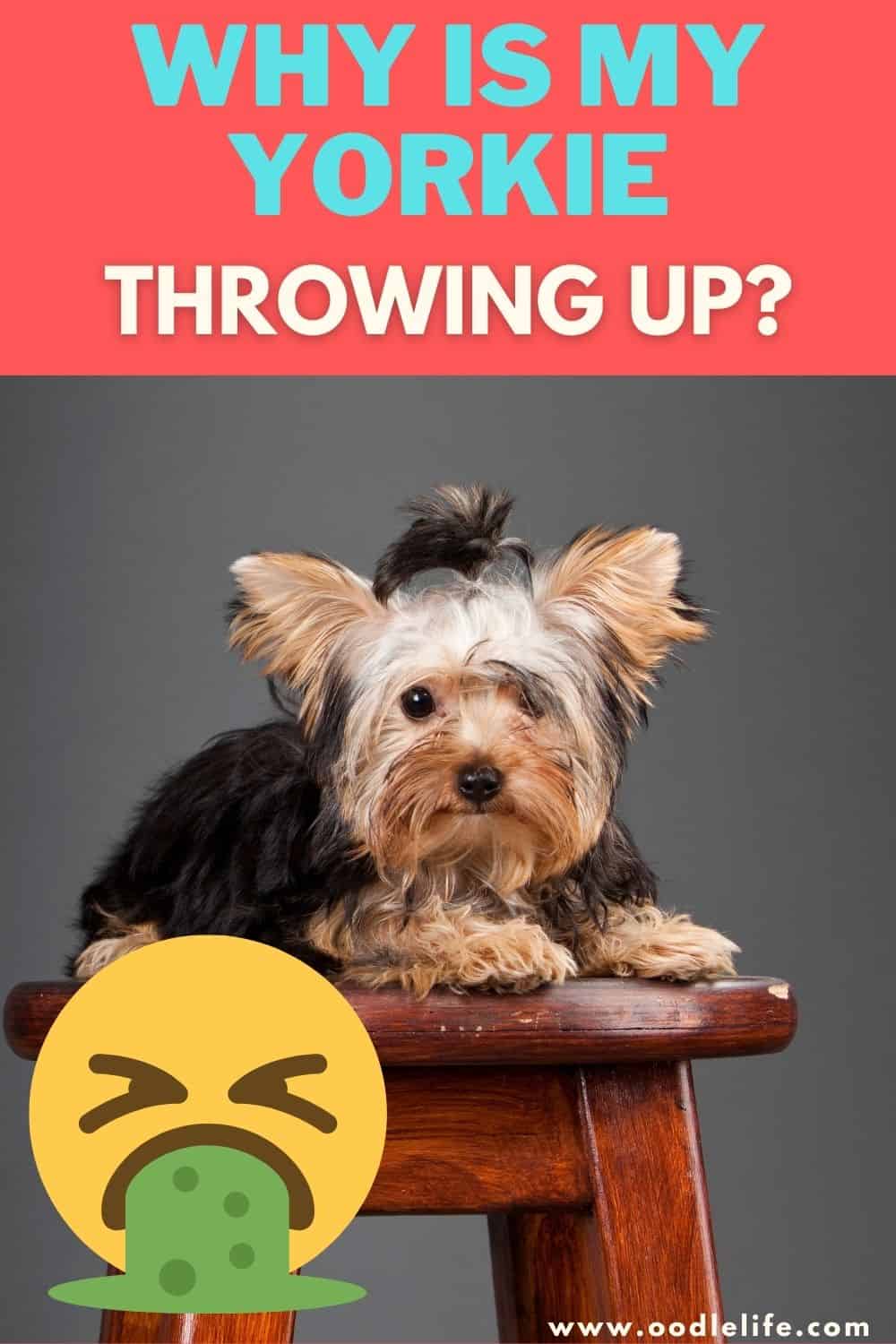 Why Is My Yorkie Throwing Up? Oodle Life