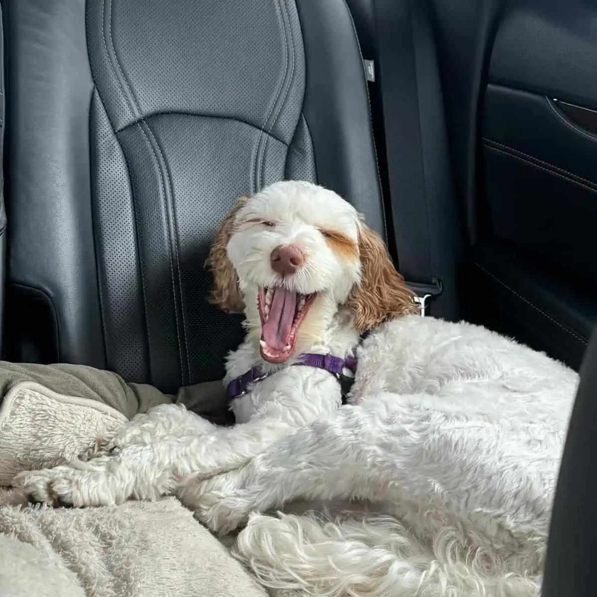 yawns inside the car
