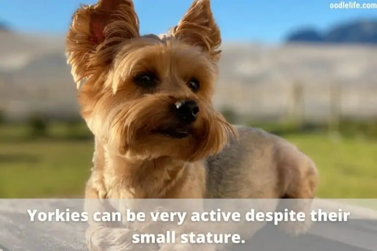 Can You Run With a Yorkie?